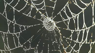 Dew-Kissed Spiderweb Shimmers with Morning Light: Intricate Natural Artistry Unveiled in Macro Detail