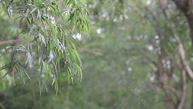 Green leaves waving and fluttering in the wind.