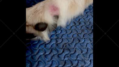 Skin infection on dog leg,Redness and inflammation,show Dermatitis disease