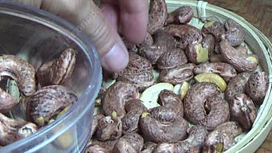 cashew nut scene, cashew shelling