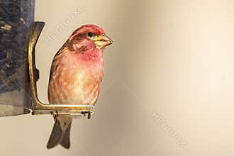 A Purple Finch On A Feeder