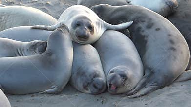 Elephant Seals Gathering Together For Warmth