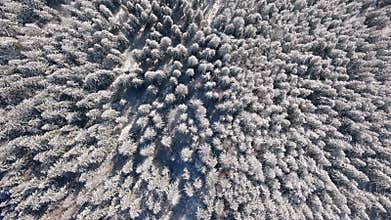 Snow forest winter storm blizzard frost wild nature wood tree