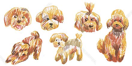Clip art of a maltipoo drawn with wax crayons on white isolated background.