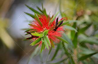Detail of exotic insects