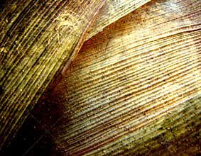 Vintage grunge background.