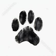 Hand drawn watercolour drawing on white background, isolated clipart illustration of a dog or cat's paw. Cute animal