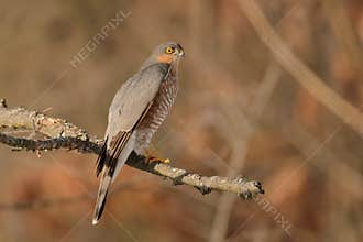 Accipiter nisus