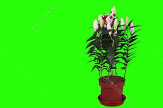 4K.Blooming pink lily flower buds green screen