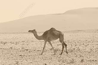 Camel retro