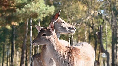 Deer in diminishing forests underline human impact on nature. A striking image of wildlife facing challenges of