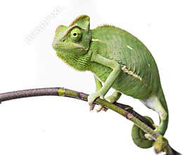 Chameleon