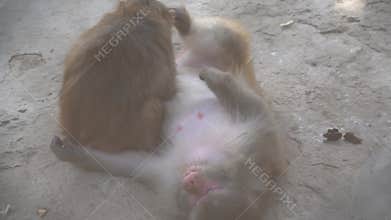White Cockatoo with Yellow Crest in Cage