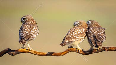 Little owls. Colorful nature background. Athene noctua.
