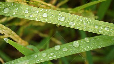 raindrops fall on rice leaves