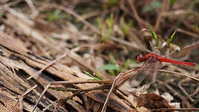red dragonfly perched on a branch