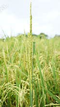 The golden rice plants will soon ripen
