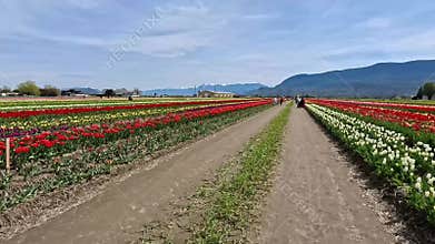 Walking down in the tulip farm. (southbound) Abbotsford BC Canada