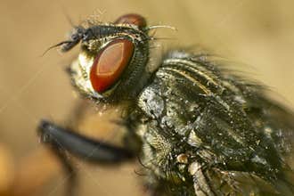 Macro shot of a housefly's head showing compound eyes and fine hair details