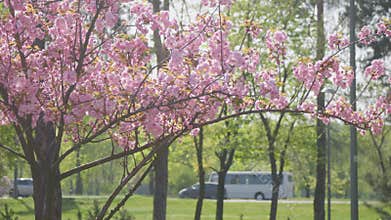 Flowers spring tree sun wind bloom colorful branch plant flora