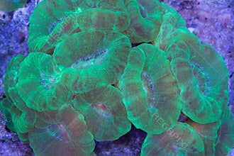 Neon green Caulastrea