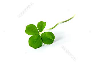 Four Leaf Clover