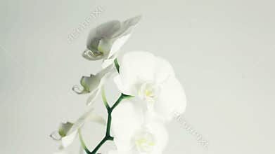 White orchid rotates 360 on white background