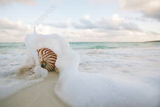 Nautilus shell on white beach sand rushed by sea waves