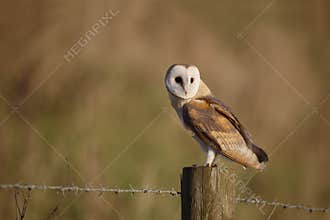 Barn owl, Tyto alba