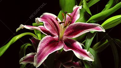 Asiatic Lily Flower Time-lapse