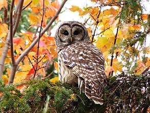 Barred owl