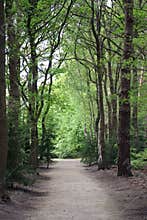 Road through the woods