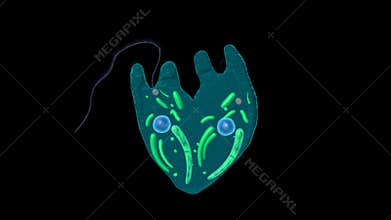 EUGLENA