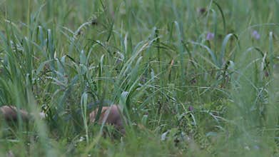 Red fox with cubs