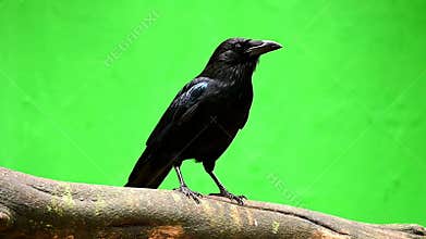 Vibrant Black Raven Perched on Branch Against Chroma Key Green Background Suitable for Visual Effects and Nature Projects