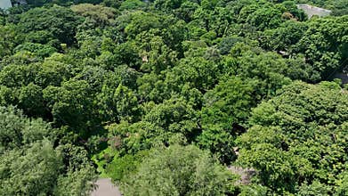 Dense Green Bangladesh City Woodland Area Aerial view