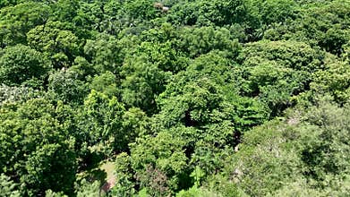 Dense Green Bangladesh City Woodland Area Aerial view