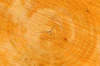 Tree Cross Section with Annual Rings