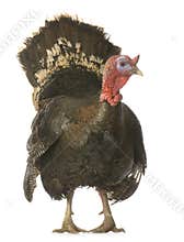 Turkey