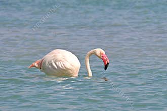 Flamingo foraging in a salt pan