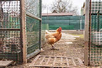 Brown hen standing near open gate in backyard coop