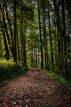 Lush Pine Forest With Rich Green Vegetation