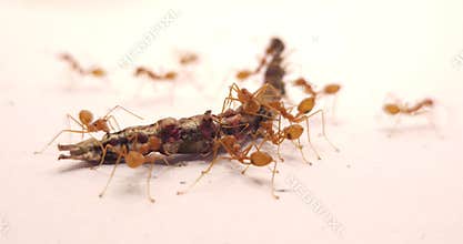 Macro close-up of Asian Weaver Ants