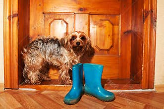 Poor dog near door