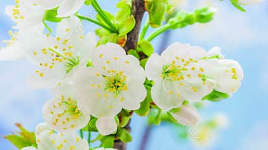 Cherry Flower Blossoming Time Lapse