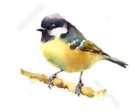 Tit Bird on the branch