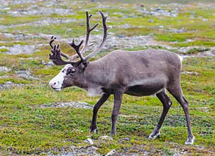 Reindeer