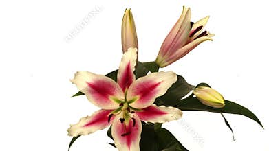 Stargazer Lily Flower Time-lapse