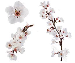 Plum-tree flowers.