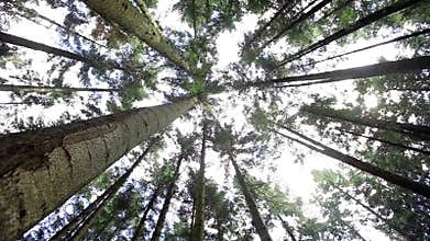 Forest trees nature green wood sunlight